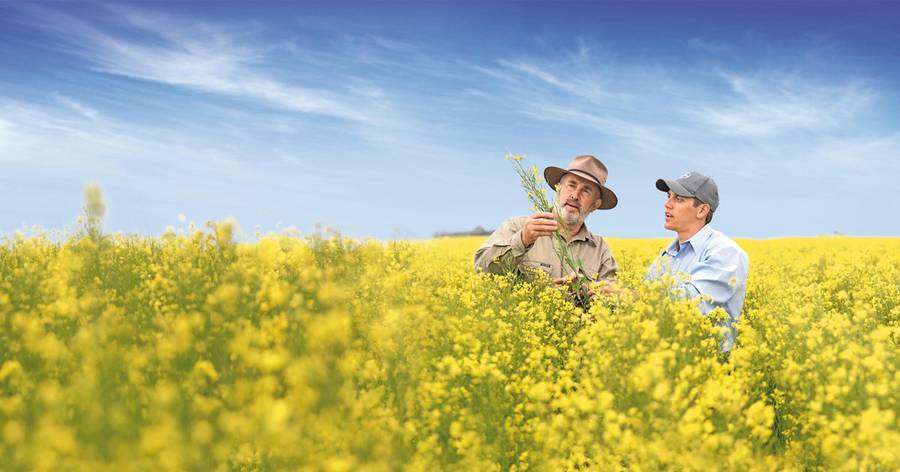Bayer Neste canola feedstock